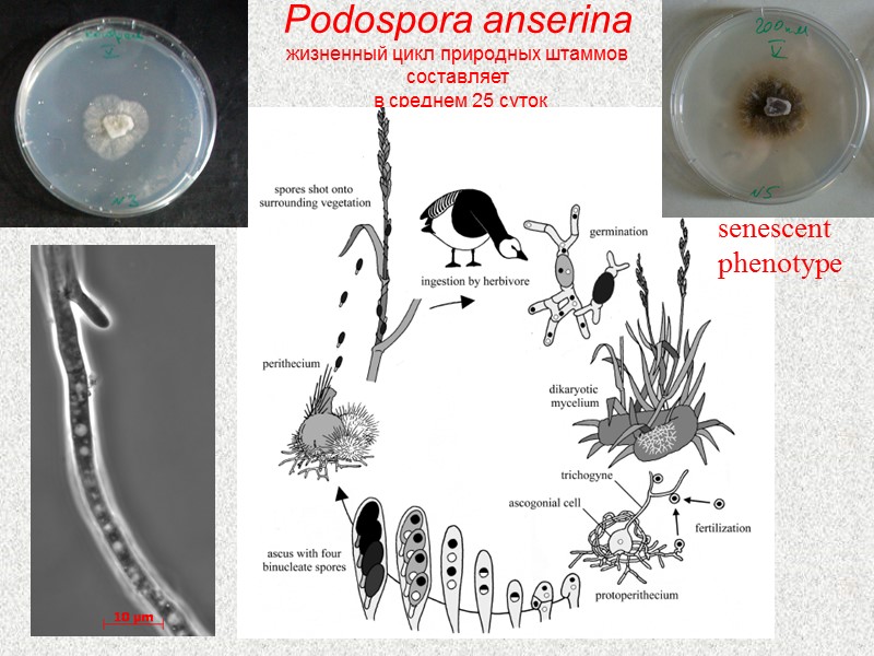 Podospora anserina жизненный цикл природных штаммов составляет  в среднем 25 суток senescent phenotype